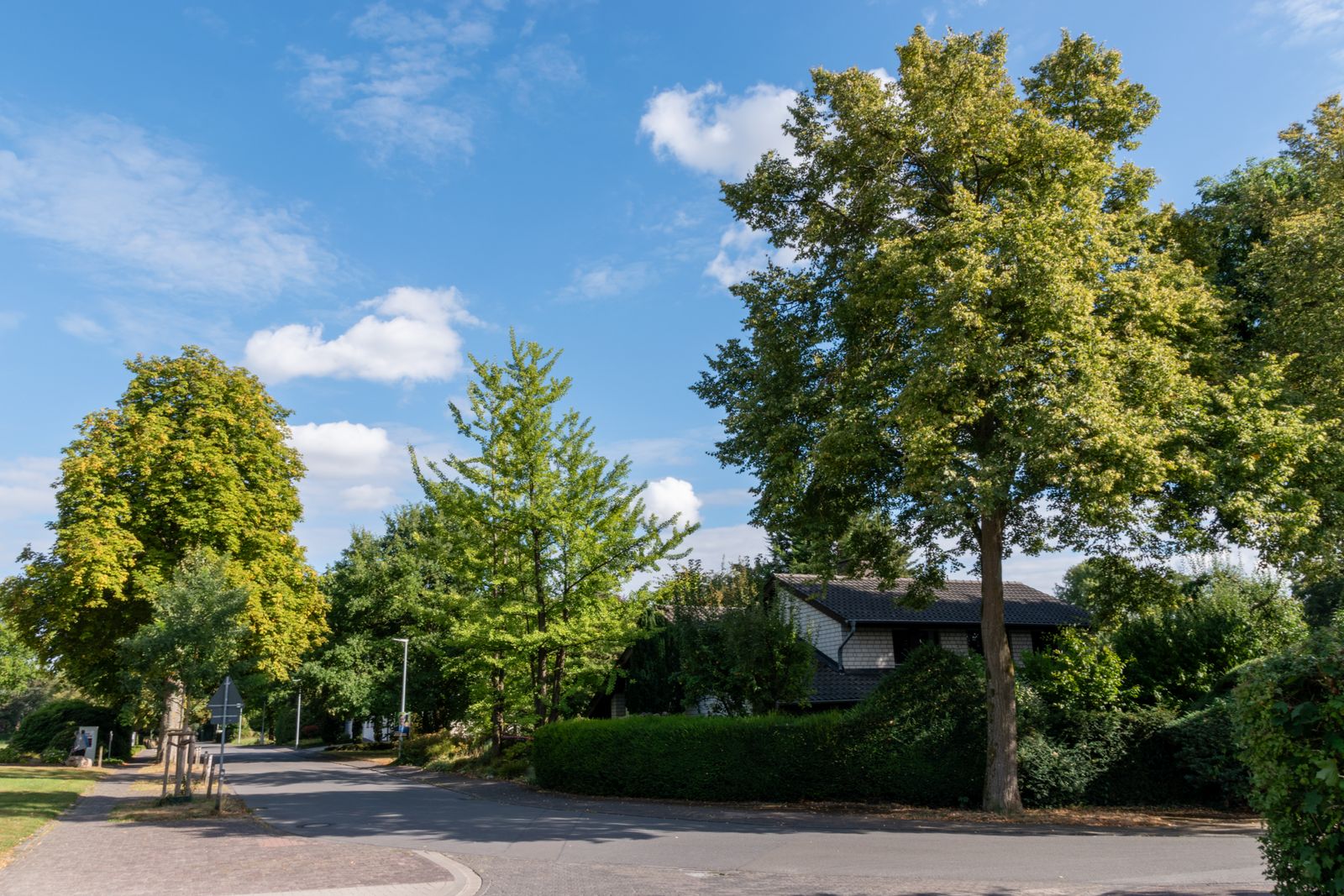 Neighborhood street in Converse & Live Oak